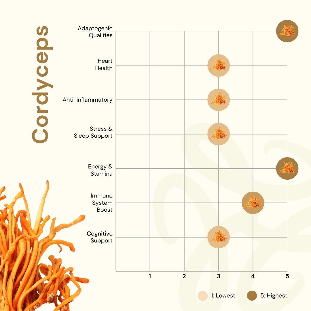 NILAYA Cordyceps Mushroom Extract Capsules 10:1 | Energy, Stamina & Immune Support | Organic