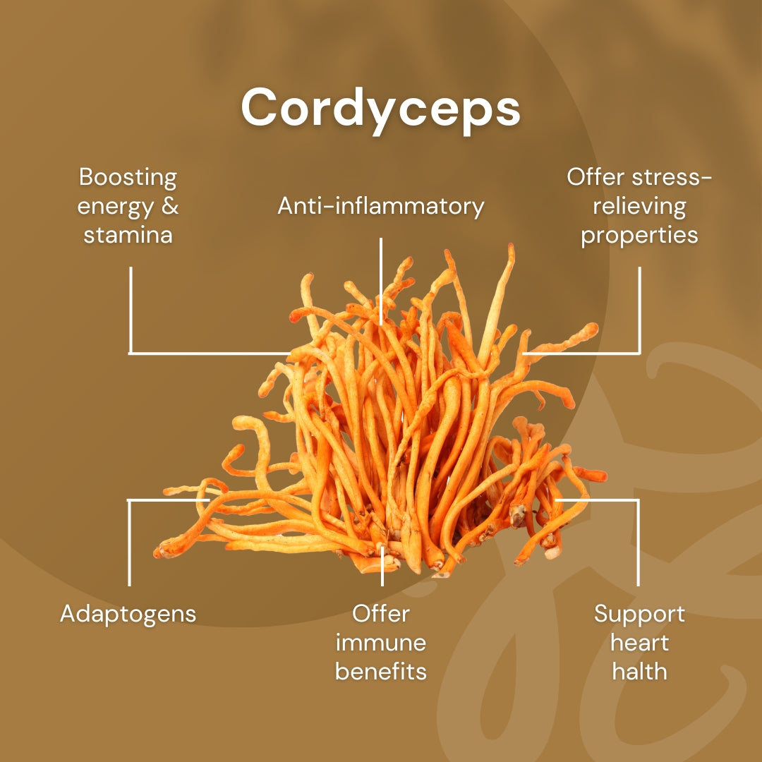 NILAYA Cordyceps Mushroom Extract Capsules 10:1 | Energy, Stamina & Immune Support | Organic