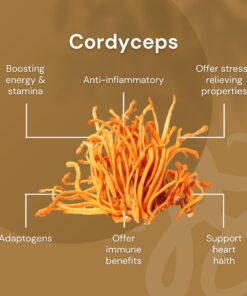 Nilaya Cordyceps mushroom benefits organic, halal, bpom from fruiting body
